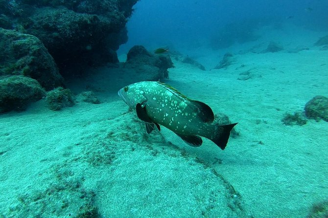 Scuba Diving in Lanzarote (for certified divers only) - What to Expect During Your Diving Sessions in Lanzarote