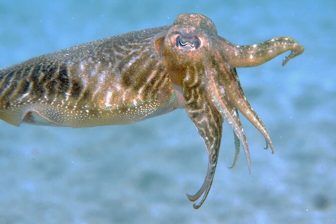 Scuba Diving in Lanzarote (for certified divers only) - Weather and Safety Considerations for Lanzarote Diving