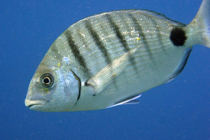 Scuba Diving in Lanzarote (for certified divers only) - Lanzarote Scuba Diving Tour: A Personal, Safe, and Beautiful Underwater Journey