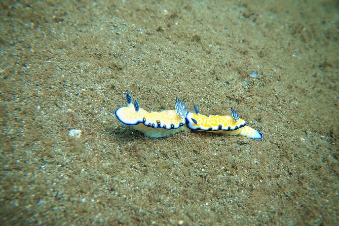 Scuba Diving in Maui with No Experience Needed - Exploring Maui’s Marine Life: Turtles, Sharks & Fish