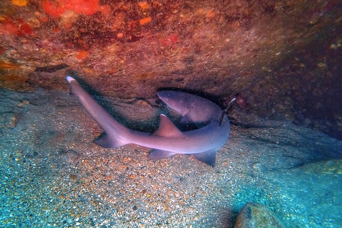 Scuba Diving in Maui with No Experience Needed - The Guides: Patient, Knowledgeable & Eco-Conscious