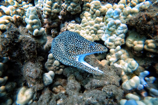 Scuba Diving in Maui with No Experience Needed - Comparing This Tour to Other Maui Water Activities