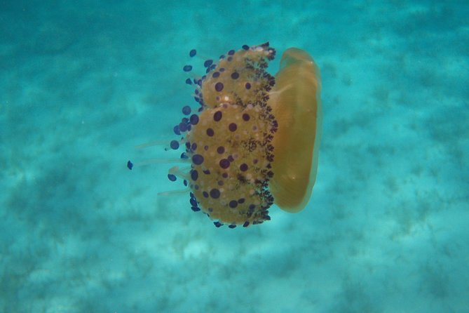 Scuba Diving in Naxos by Bluefindivers - Dive in Greece - Amazing Diving Spots - Key Points