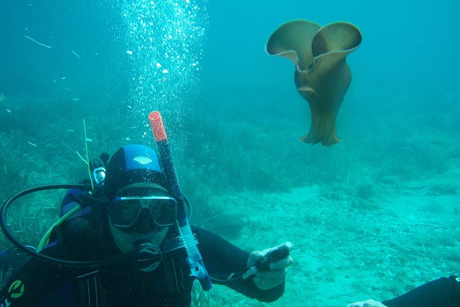 Scuba Diving in Naxos by Bluefindivers - Dive in Greece - Amazing Diving Spots - The Guides and Their Approach to Teaching