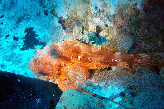 Scuba Diving in Naxos by Bluefindivers - Dive in Greece - Amazing Diving Spots - The Flexibility and Cancellation Policy