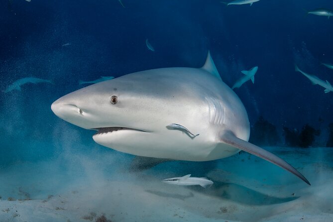 Scuba Diving in Playa del Carmen for Small Groups - Key Points