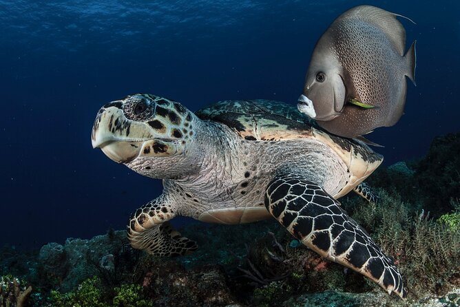 Scuba Diving in Playa del Carmen for Small Groups - Safety and Professionalism of the Guides