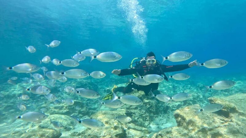 Scuba diving-private and individual No certification needed - Exploring the Underwater Sculpture Park and Marine Life