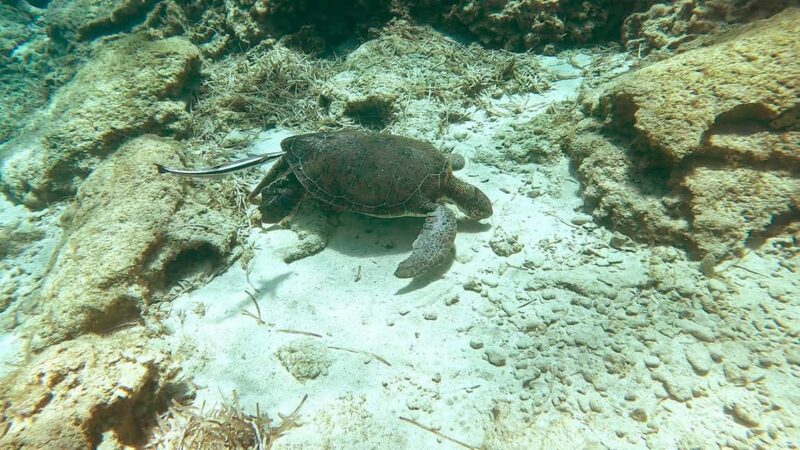 Scuba diving-private and individual No certification needed - What to Bring and Preparing for the Dive