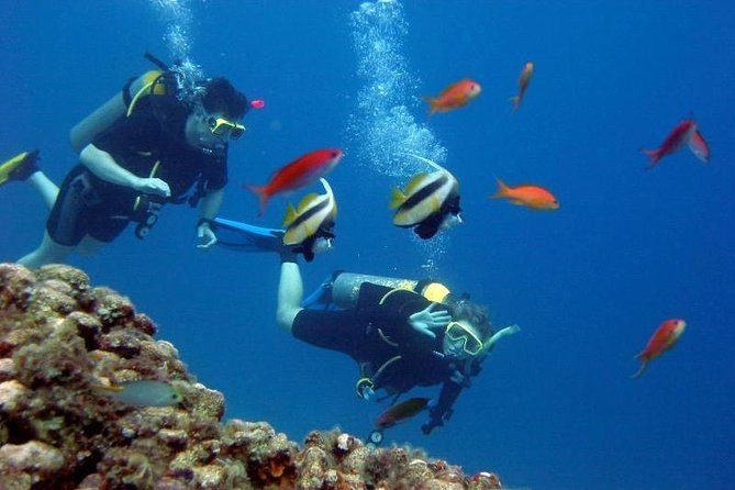 Scuba Diving Tour From Kusadasi / Selcuk - The 25-Minute Guided Dive: What to Expect