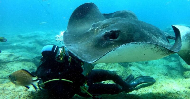 Scuba Diving trips for Certified Divers in Tenerife - Efficient and Comfortable Transport by Speedboat