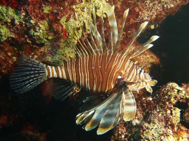 Scuba Diving - Tunnels & Caves - Cape Greco - private guided - Who Should Consider This Dive Experience?