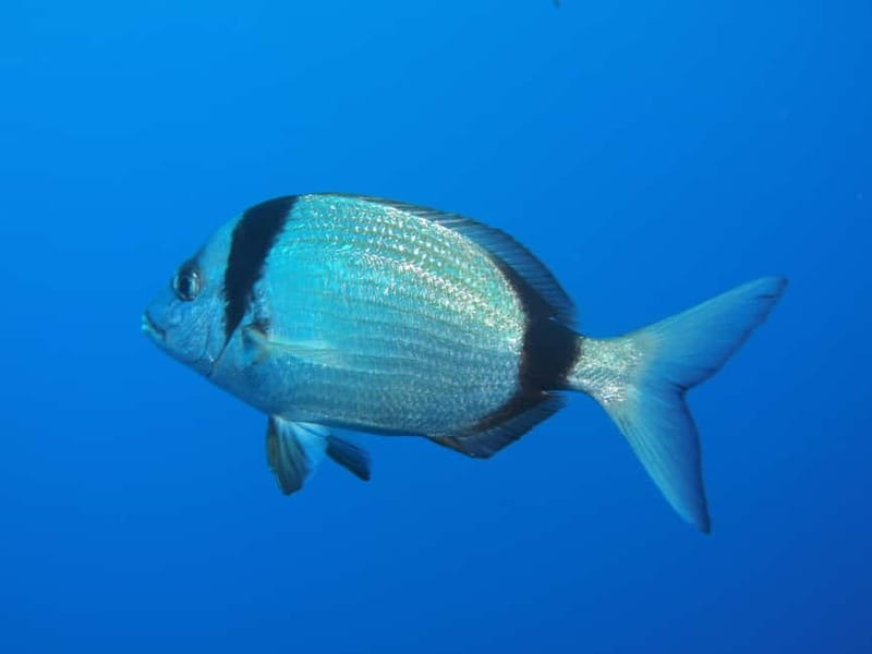 Scuba Diving - Tunnels & Caves - Cape Greco - private guided - Frequently Asked Questions