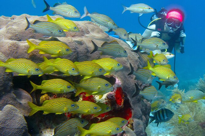 Scuba Diving Under Water Museum and Reef for beginners - Unmatched Underwater Locations in Cancun