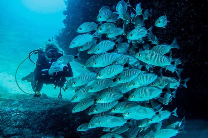 Scuba Diving with a 5-Star PADI Center in Puerto Vallarta - The Experience with Vallarta Adventures