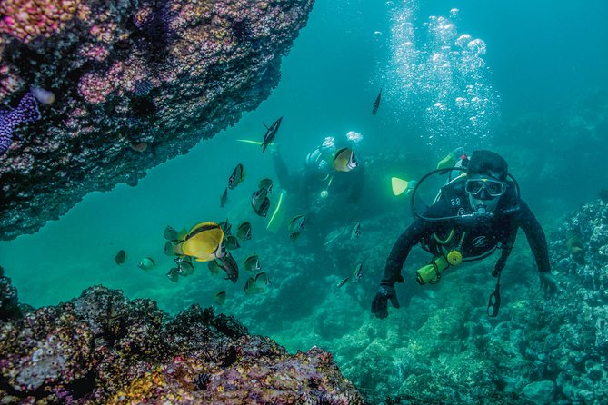 Scuba Diving with a 5-Star PADI Center in Puerto Vallarta - Realistic Expectations Based on Recent Reviews