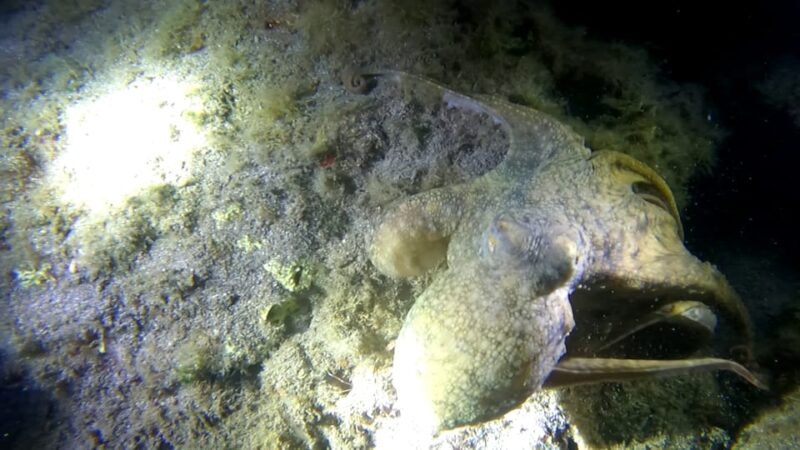 Scuba Night Dive for certified divers in Tenerife - Highlights of the Tenerife Night Dive with Atlantic Giants and Wrecks