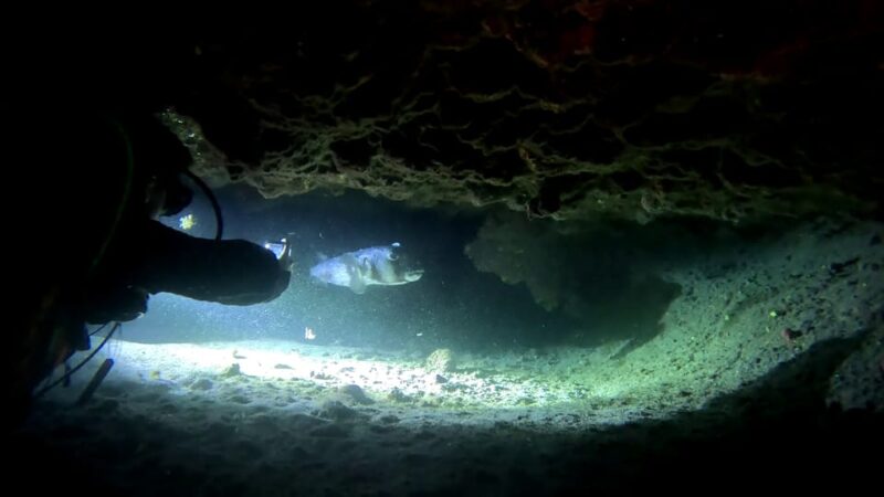 Scuba Night Dive for certified divers in Tenerife - What to Expect During a Tenerife Night Dive Experience