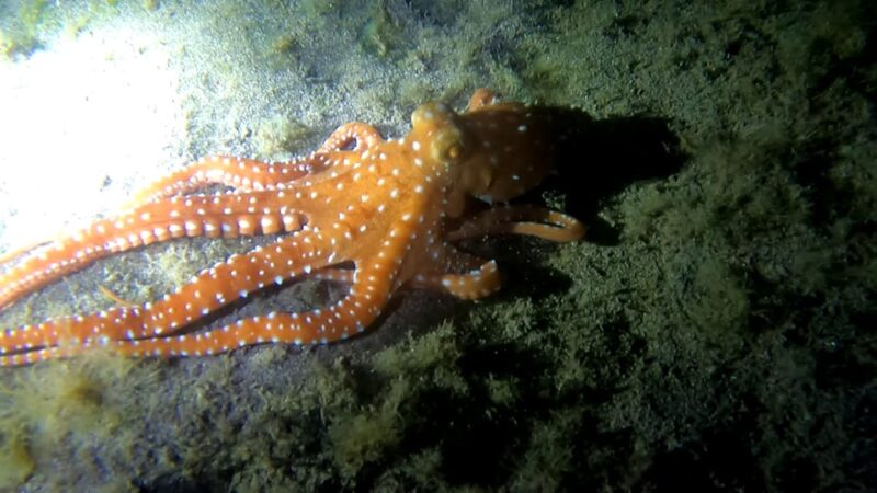 Scuba Night Dive for certified divers in Tenerife - Important Requirements for Participating in the Night Dive