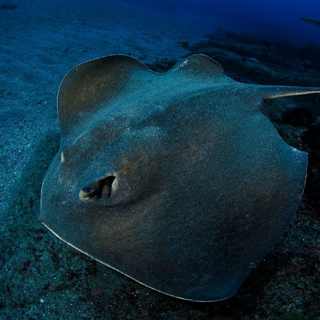 Scuba Night Dive for certified divers in Tenerife - Comparing This Night Dive to Other Marine Activities in Tenerife