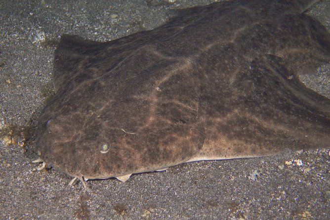 Scuba Night Dive on Tenerife - Key Points