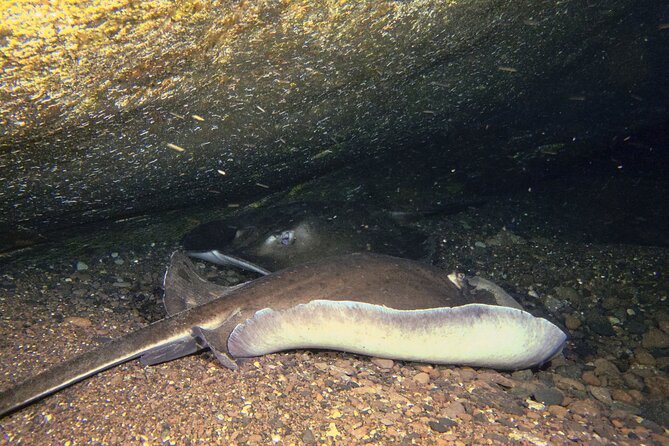 Scuba Night Dive on Tenerife - What to Expect During the 3-Hour Night Dive