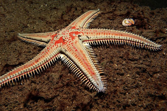 Scuba Night Dive on Tenerife - Experience the Marine Life of Radazul Bay at Night