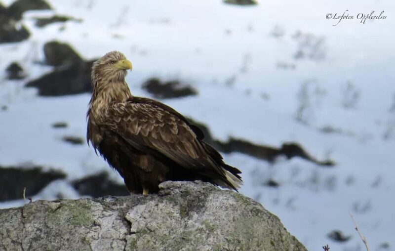 Sea Eagle/Nature Safari - Dive into Norway’s Wild Side with the Sea Eagle/Nature Safari