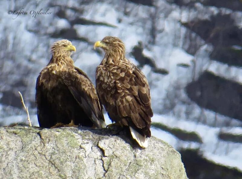 Sea Eagle/Nature Safari - What Makes the Sea Eagles’ Habitat Special