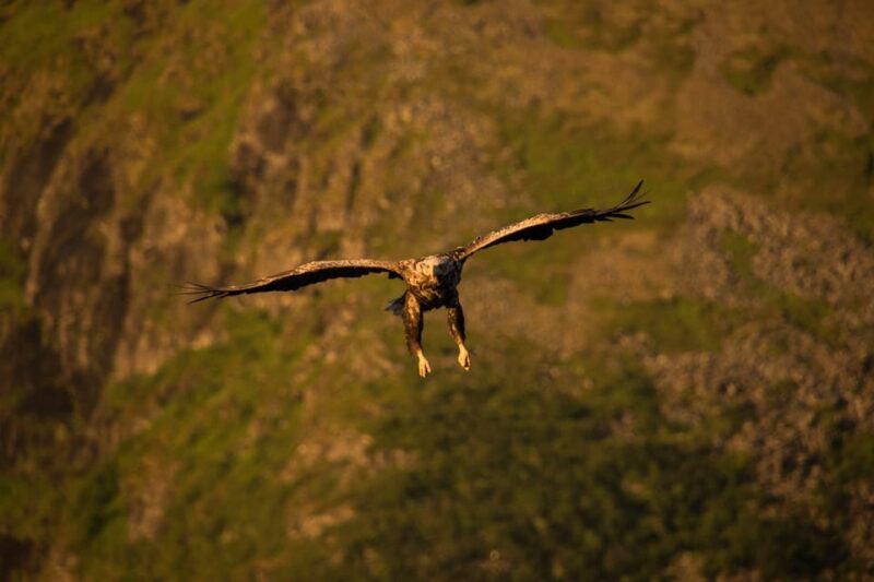 Sea Eagle/Nature Safari - Searching for Curious Grey Seals Near the Orchard Colony