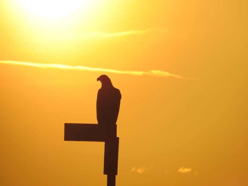 Sea Eagle/Nature Safari - Ride in Fast RIB Boats for Close Encounters