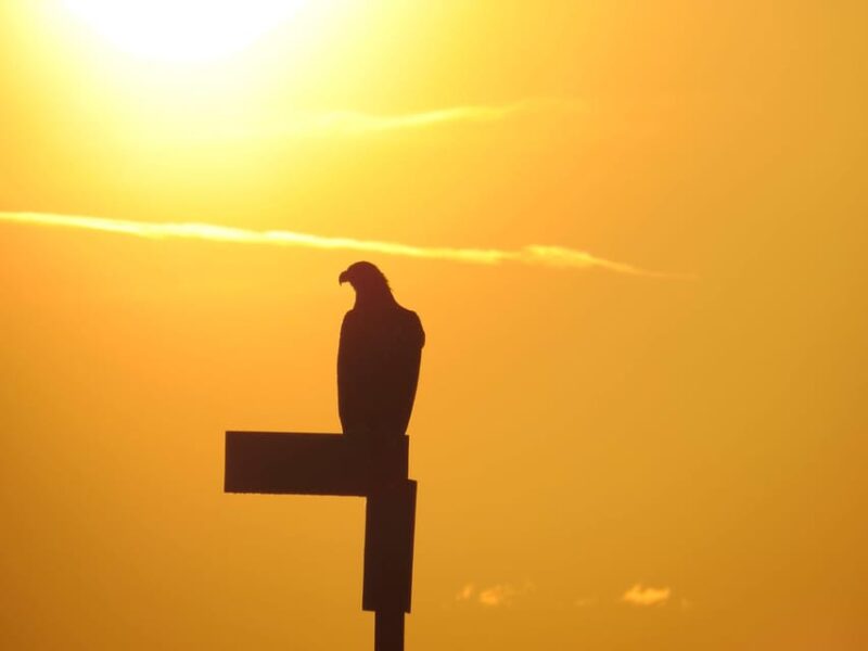 Sea Eagle/Nature Safari - Scenic Views of Vågakallen and the Lofoten Landscape
