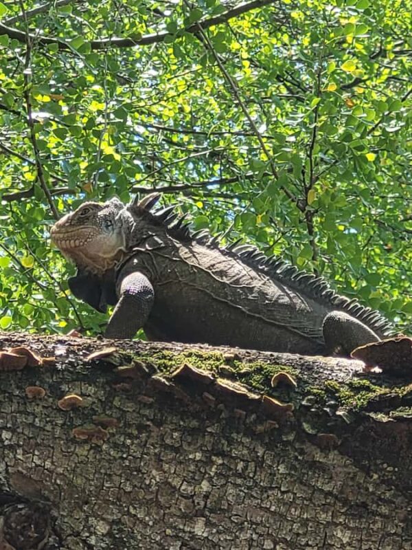 Sea excursion - An Overview of the Sea Excursion Experience in Martinique