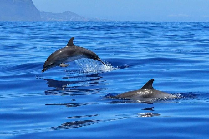 Sea Kayaking tour in Split - Water Activities: Swimming, Snorkeling, and Cliff Diving