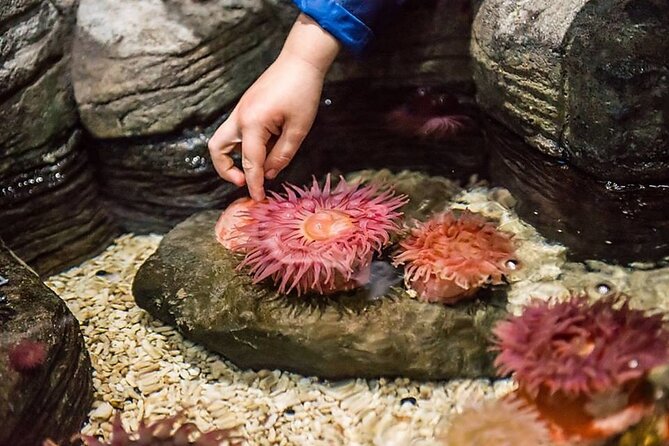 SEA LIFE Aquarium Grapevine Admission Ticket - Practical Tips for Visiting SEA LIFE Aquarium Grapevine