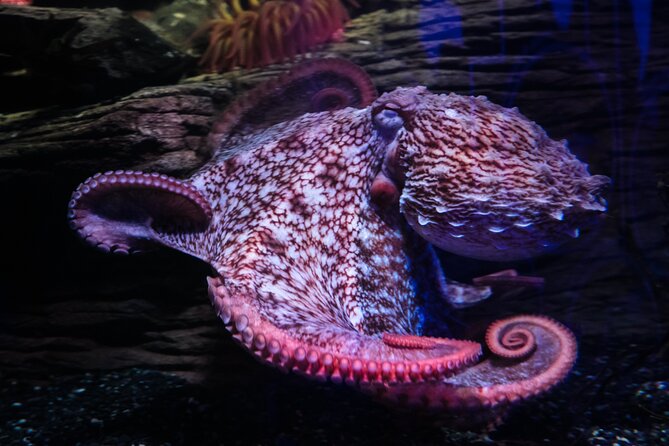 SEA LIFE Birmingham Admission Ticket - Practical Tips for Visiting SEA LIFE Birmingham