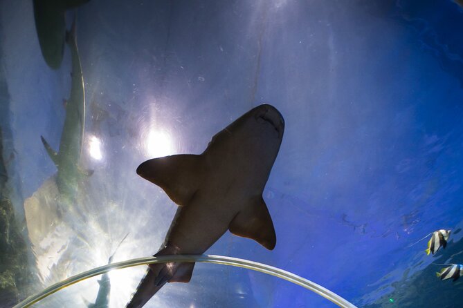 SEA LIFE Birmingham Admission Ticket - The Review of the Experience and Overall Value