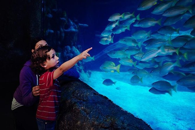SEA LIFE Blackpool Admission Ticket - Key Points