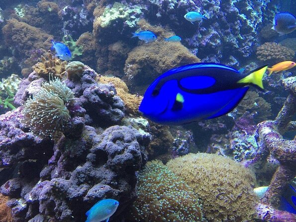 SEA LIFE Brighton Admission Ticket - Discover the Magic of Sea Life Brighton with a Skip-the-Line Ticket