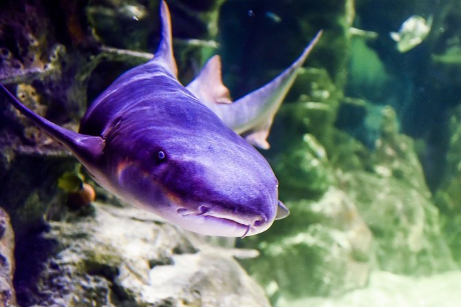 SEA LIFE Brighton Admission Ticket - Encountering Marine Life: Sharks, Turtles, and Seahorses