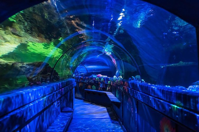 SEA LIFE Brighton Admission Ticket - Walking Through the Glass Tunnel: Underwater Views