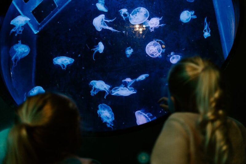 Sea Life Brighton Admission Ticket - The Sum Up: A Fun and Educational Day in Brighton