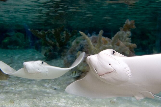 Sea Life Charlotte Concord Aquarium Admission Ticket - Interactive and Educational Experiences