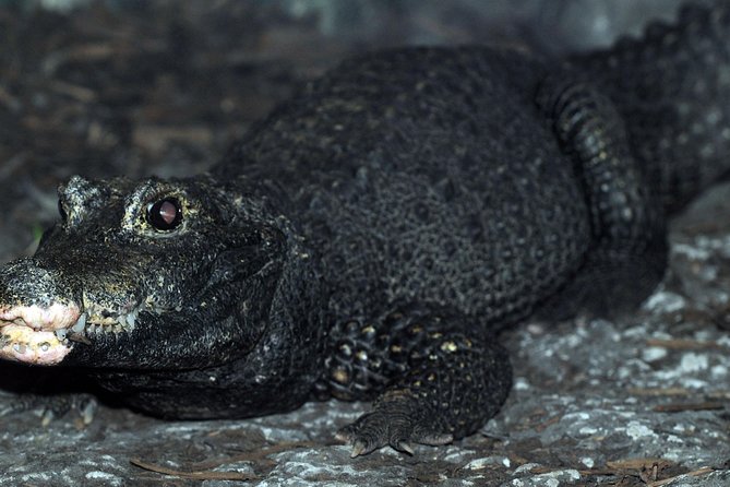 SEA LIFE Great Yarmouth General Admission - The 250,000-Litre Tropical Ocean Tunnel
