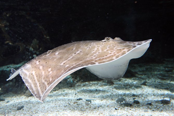 SEA LIFE Great Yarmouth General Admission - Practical Information and Visitor Tips