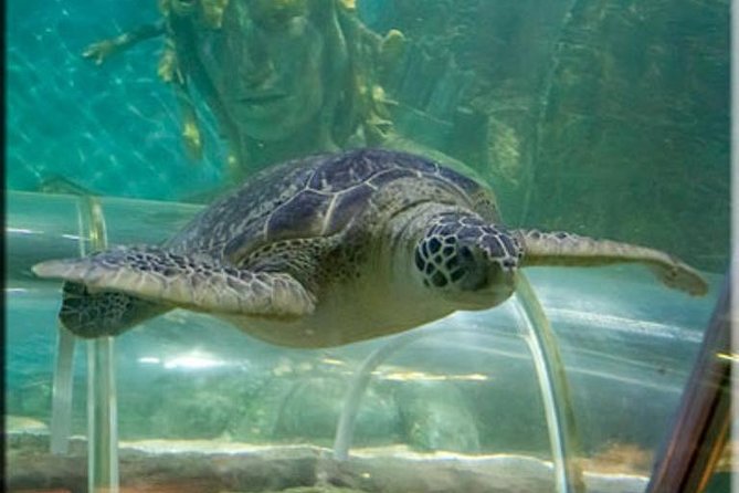 SEA LIFE Great Yarmouth General Admission - Value for Money and Booking Details