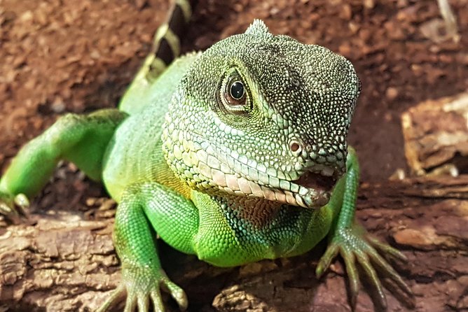 SEA LIFE Hannover Ticket - Entry Process and Ticketing Details