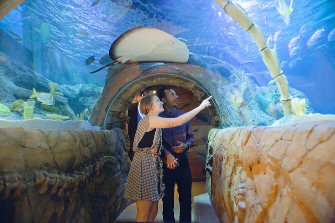 SEA LIFE Kansas City Aquarium Admission Ticket - Key Features and Highlights of SEA LIFE Kansas City Aquarium