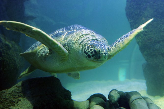 SEA LIFE Kansas City Aquarium Admission Ticket - Educational Talks and Live Feedings Throughout the Day