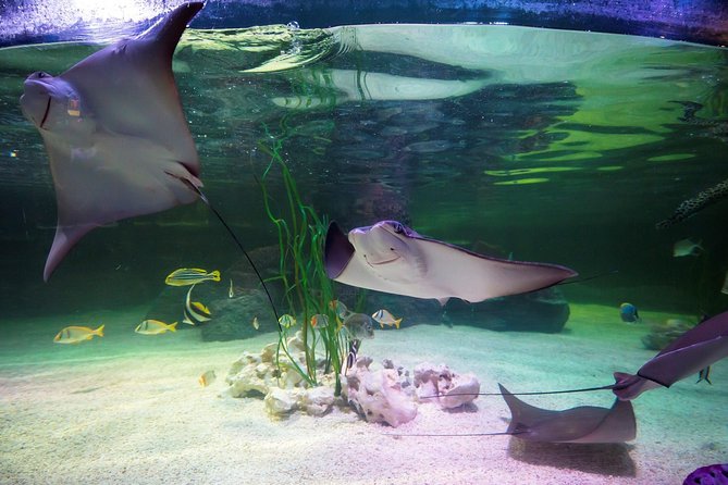 SEA LIFE Loch Lomond General Admission Ticket - Key Points